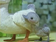 Poster Anime Minikui Ahiru no Ko