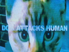 Gambar Anime Dog Attacks Human