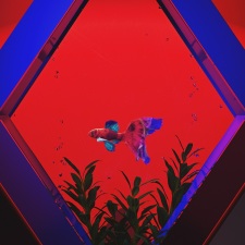 Poster Anime Senkou datta