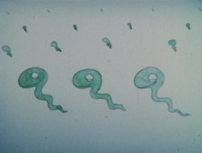 Poster Anime Han Seisaku Sakuhin