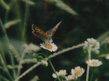 Poster Anime Fuukei no Shimetsu