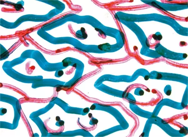 Poster Anime: Direct Animation