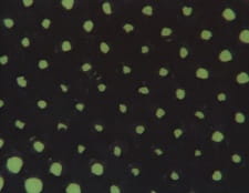 Poster Anime Nice to See You