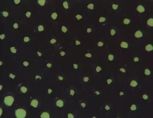 Poster Anime: Nice to See You