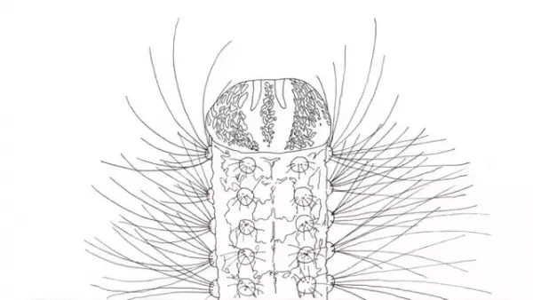 Gambar Anime: Metamorphose