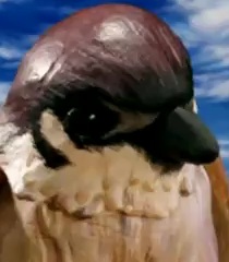 Gambar Karakter Sparrow