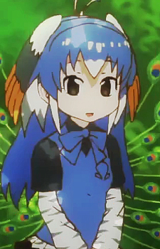 Gambar Karakter Anime: Kujaku "Indian Peafowl"