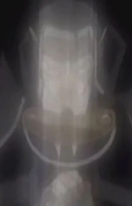 Gambar Karakter Anime: Dalzas