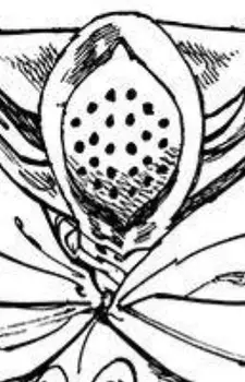 Gambar Karakter Anime: Alltabhainne