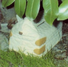 Foto Totan Kobako