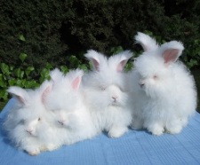 Usagi Angora