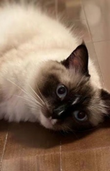 Foto Staf/Seiyuu Bowen Liang